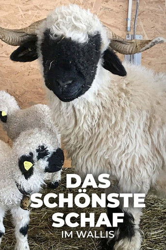 Poster for Das schönste Schaf im Wallis