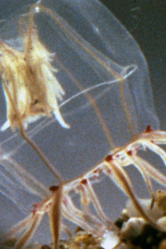 Poster for A Small Hydromedusan: Polyorchis Haplus
