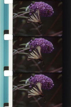 Poster for Bouquets 31-40