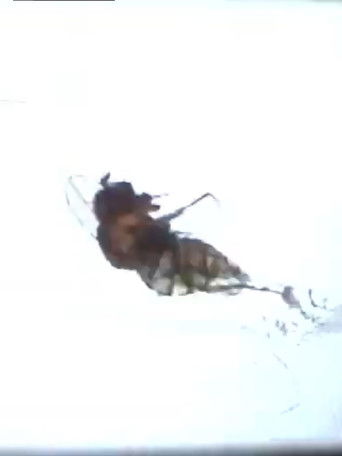 Poster for Fruit Flies