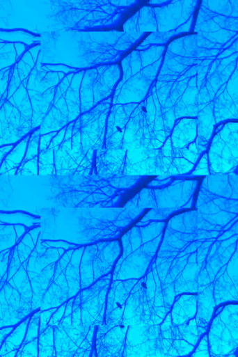 Poster for Crows and Branches