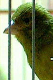 Poster for Russian Canary