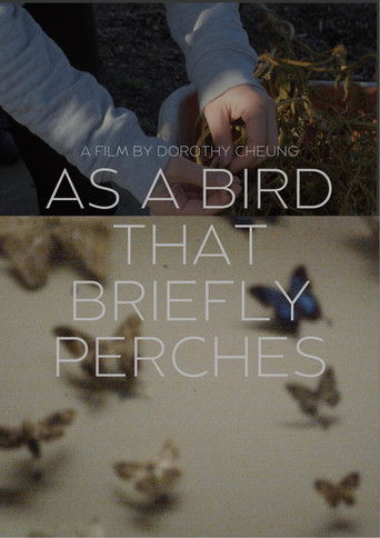 Poster for as a bird that briefly perches