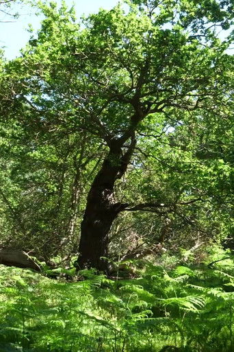 Poster for Arboreal