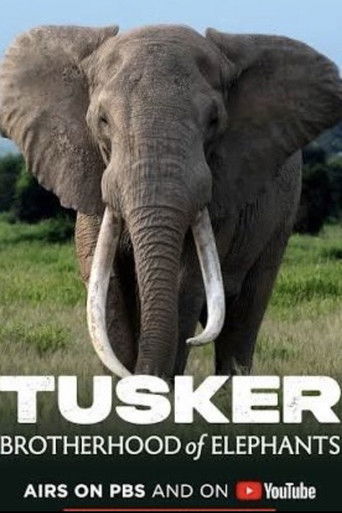 Poster for Tusker: Brotherhood of Elephants