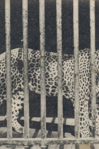 Poster for Zoo