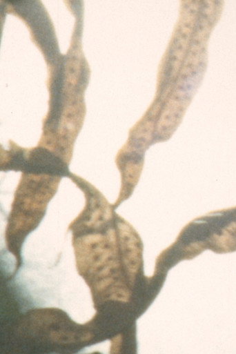 Poster for phototropes