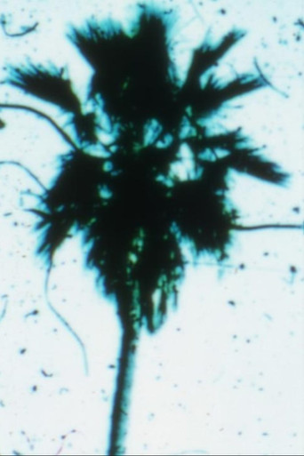 Poster for Venusville