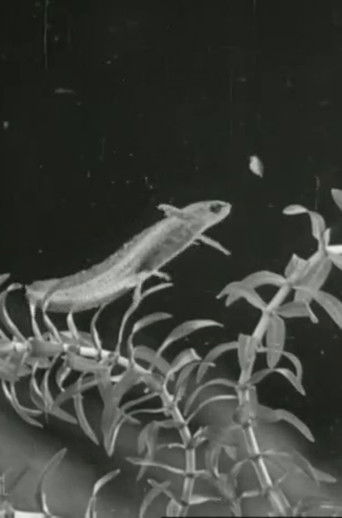 Poster for The Life Cycle of the Newt