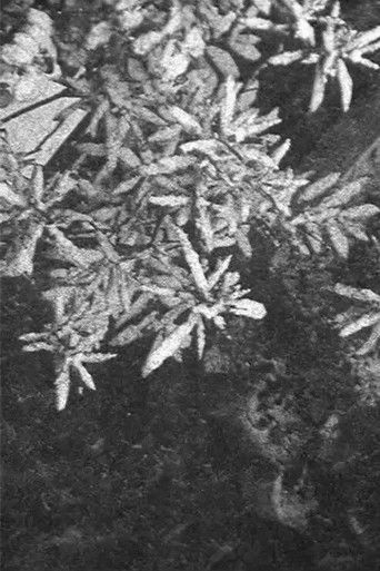 Poster for Configuration in Black and White