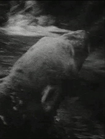 Poster for Eisbär