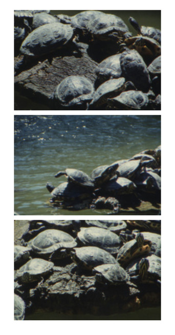 Poster for Tartarughe d’acqua
