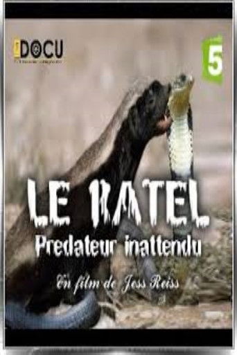 Poster for Le ratel prédateur inattendu