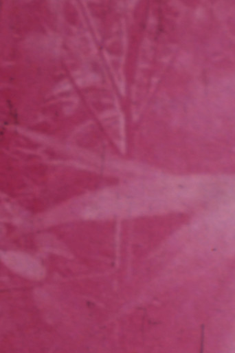 Poster for Ornamentals