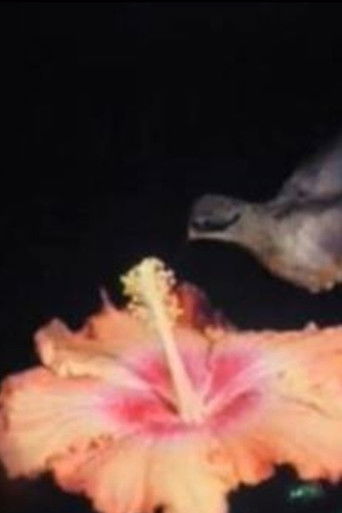 Poster for Birds of Paradise