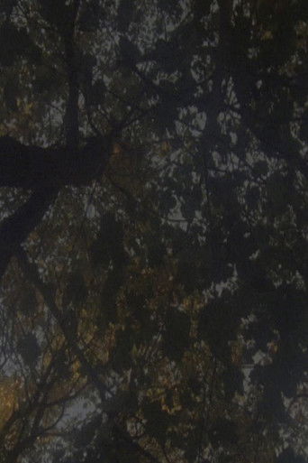 Poster for Not as Old as the Trees