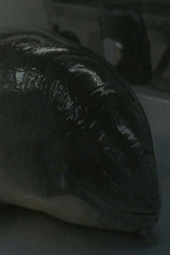 Poster for Necropsy of a Harbour Porpoise (Seeing From our Eyes into Theirs)