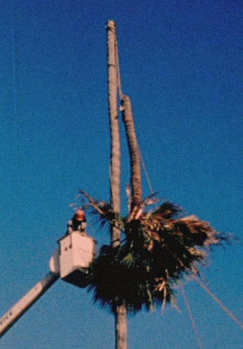 Poster for Palm Down