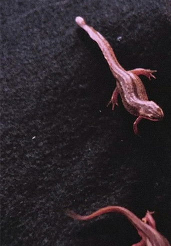 Poster for Newt Pauses