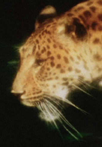 Poster for Leopard