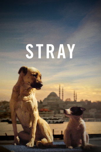 Poster for Stray