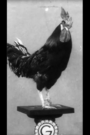Poster for Le Coq dressé de Cook et Rilly