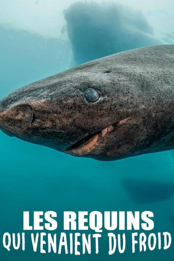 Poster for Les requins qui venaient du froid