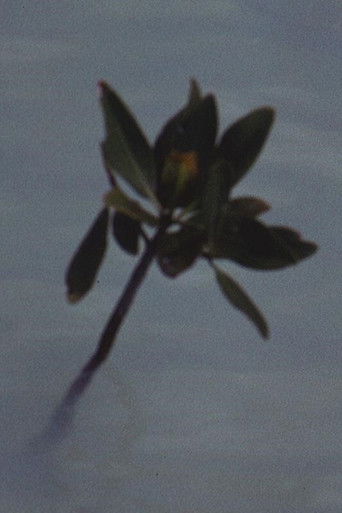 Poster for Mangrove Ring
