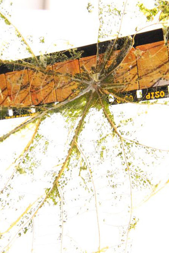 Poster for Fallen Leaves Return to Film