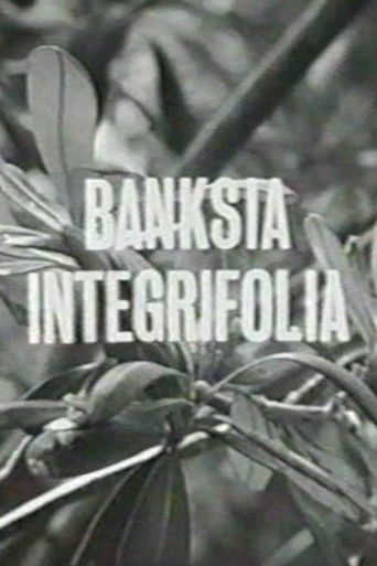 Poster for Banksia Integrifolia