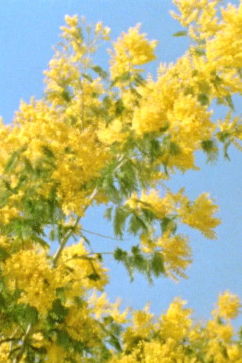 Poster for Mimosen im Wind