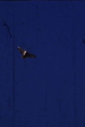 Poster for Flying Fish