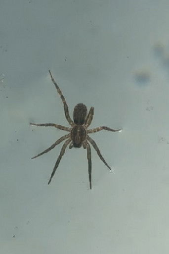 Poster for Quietly, I Walk the Wrong Way