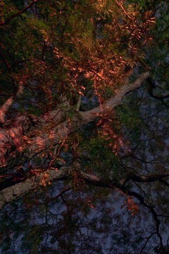 Poster for Curve the Night Sky