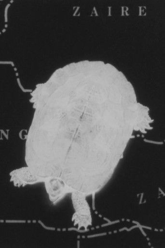 Poster for Turtle Dreams